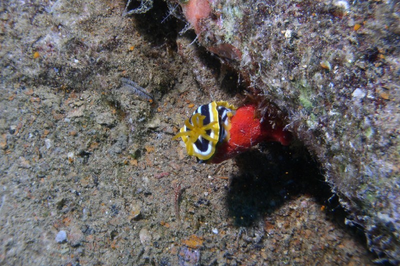 Photograph
